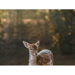 Aerodynamic Bronze Clock pt-PT